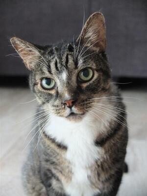 Memorial-image-of-Toby