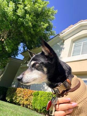 Memorial-image-of-Applejack