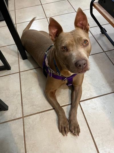 Memorial-image-of-Lola