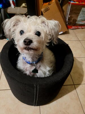 Memorial-image-of-Buttercup