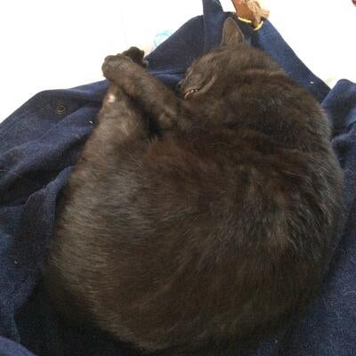 Memorial-image-of-Ringo