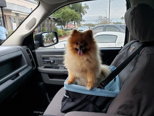 Memorial-image-of-Teddy