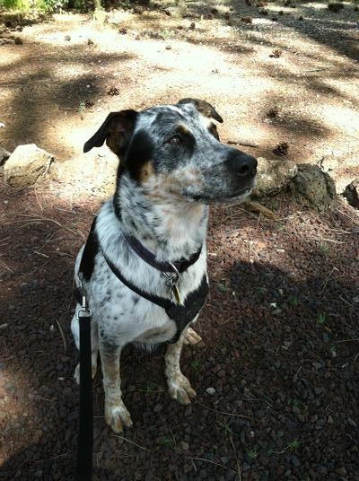 Memorial-image-of-Panda