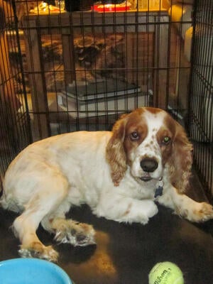 Memorial-image-of-MILO