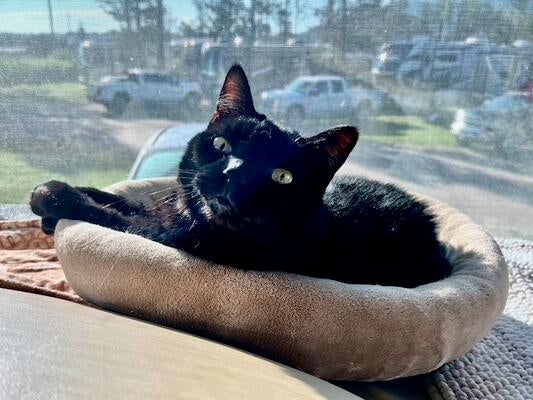 Memorial-image-of-Obsidian-"Sid"-Strauss