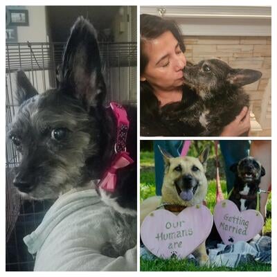 Memorial-image-of-Minnie