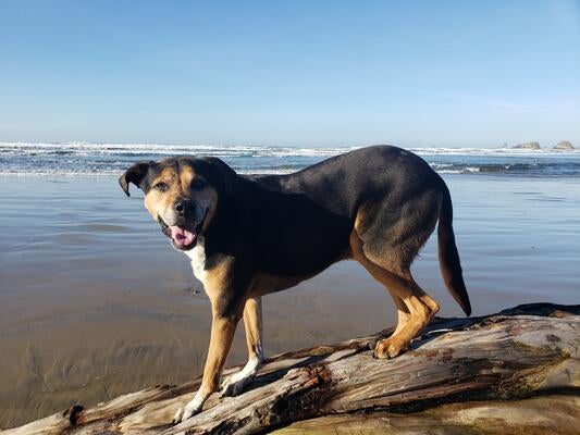 Memorial-image-of-Cheveyo-(aka-Jargon-from-the-Gossip-Litter-2012)