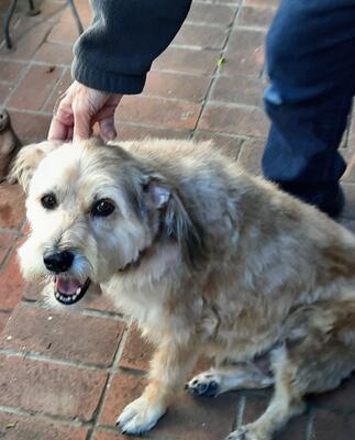 Memorial-image-of-Daisy