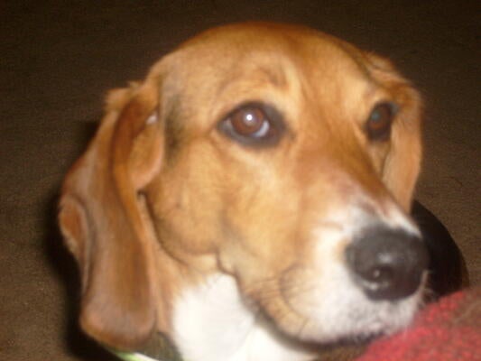 Memorial-image-of-Clover