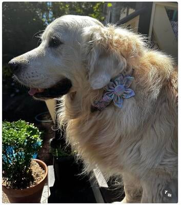 Memorial-image-of-Murphy