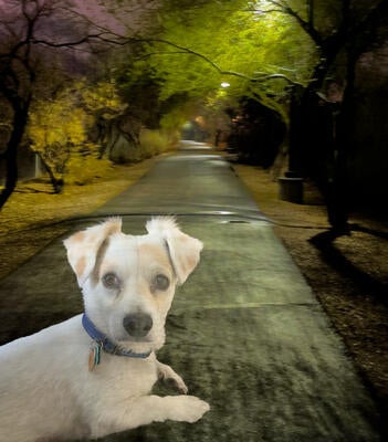 Memorial-image-of-Bandit