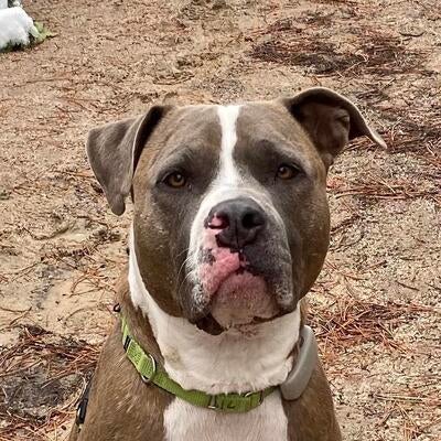Memorial-image-of-Rowdy
