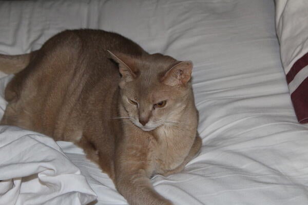 Memorial-image-of-Ollie