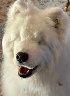Memorial-image-of-sasha-