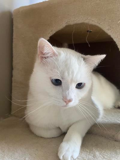 Memorial-image-of-Coco