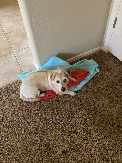 Memorial-image-of-Nugget