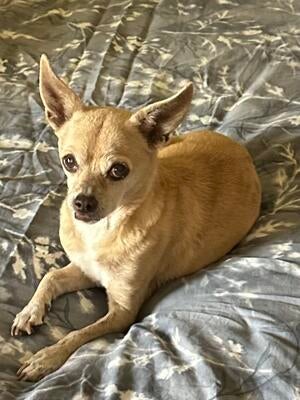 Memorial-image-of-Lola