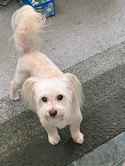 Memorial-image-of-Bitsy-Boo