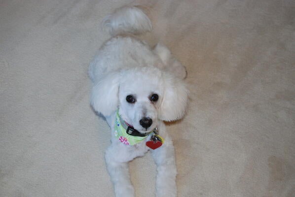 Memorial-image-of-Layla