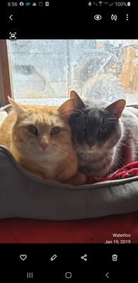 Memorial-image-of-Duke,-Ozzie,-Orange-Cat,-Daisy,-all-fur-angels
