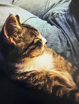 Memorial-image-of-Pippin