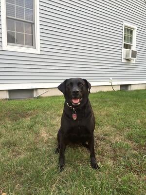 Memorial-image-of-Bailey-
