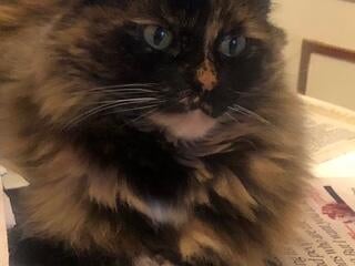 Memorial-image-of-Scamp