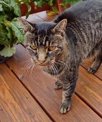 Memorial-image-of-Beamer