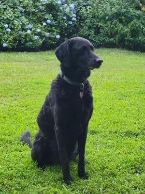 Memorial-image-of-Bess