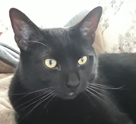 Memorial-image-of-Rascal