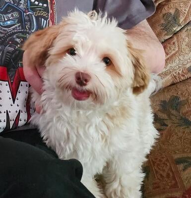 Memorial-image-of-Minnie-M