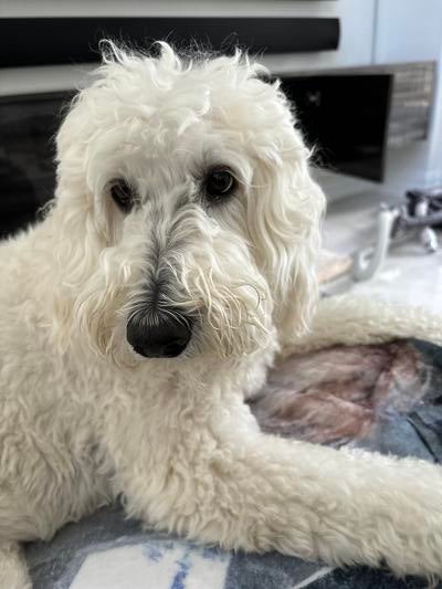 Memorial-image-of-Riley