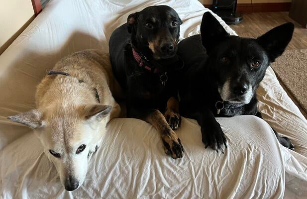 Memorial-image-of-Cori,-Bingo-and-Dottie
