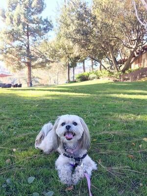 Memorial-image-of-Pepper-Lily-Muñoz