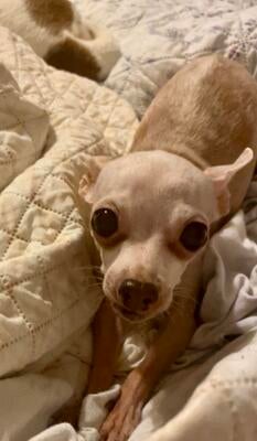 Memorial-image-of-Phoebe-