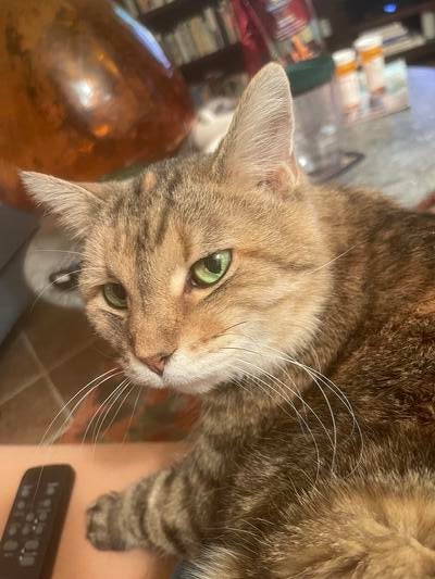 Memorial-image-of-Daisy-