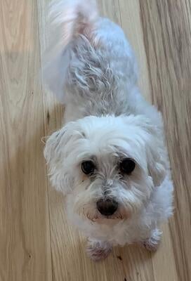 Memorial-image-of-Louie
