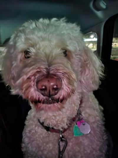 Memorial-image-of-Bailey