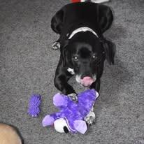 Memorial-image-of-Poppy