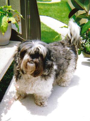 Memorial-image-of-Zoe