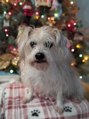 Memorial-image-of-Enzo