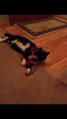 Memorial-image-of-Tippy