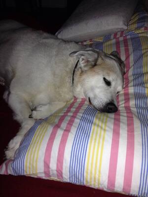 Memorial-image-of-Bandit