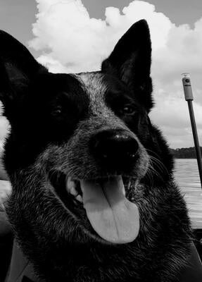 Memorial-image-of-Scout