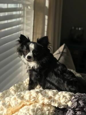 Memorial-image-of-Zara-Rose-Jarvis