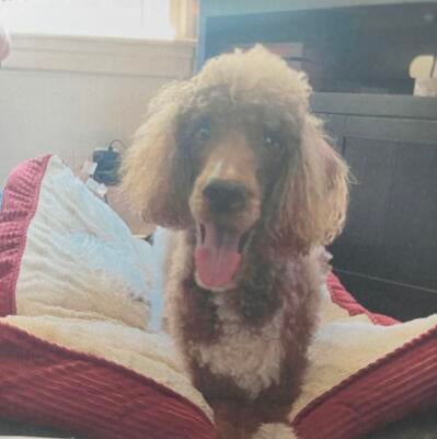 Memorial-image-of-Bentley