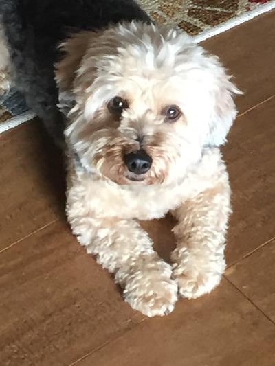Memorial-image-of-Boomer