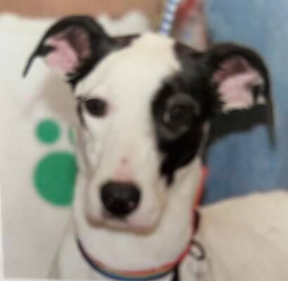 Memorial-image-of-Dottie