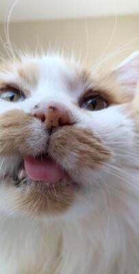 Memorial-image-of-Mr-Pickles-